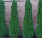 Two Pack of Emerald Arborvitae - 2 Live Plants Shipped 1 to 2 Feet Tall by DAS Farms (No California)