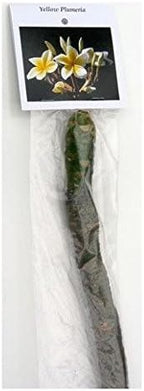 Hawaiian Frangipani Plumeria Plant Cuttings 10 Inches Long C1 Discount Hawaiian Gifts