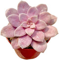 The Succulent Cult Live Succulent 4" Graptopetalum Superbum, Succulents Plants Live, Succulent Plants Fully Rooted, Hanging House Plant for Home Office Decoration, DIY Projects, Party Favor Gift
