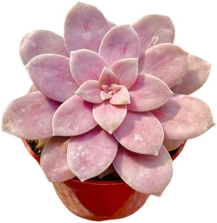 The Succulent Cult Live Succulent 4" Graptopetalum Superbum, Succulents Plants Live, Succulent Plants Fully Rooted, Hanging House Plant for Home Office Decoration, DIY Projects, Party Favor Gift