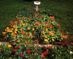 Clovers Garden Nasturtium Plants – Two (2) Live Plants – Non-GMO - Not Seeds - Each 4" to 8" Tall – in 4" Inch Pots – Deliciously Edible