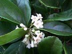 Viburnum Suspensum - 10 Live Plants - Evergreen Privacy Hedge
