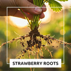 Mountain Jewels Strawberry Plants - Grow Giant Strawberries - Bare Root Plants for Growing (20 Plants)