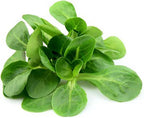 Mache Lettuce - Delicious Verte de Cambrai - 3000 Seeds of Small Leaf Variety and Best for Overwintering in The Cold Northeast. Corn Salad.