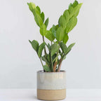 Zamioculcas Zamiifolia ZZ Live Plant for Indoor | Different Houseplants in 4'' & 6'' Pot | Real House Plant for Living Room, Office, Desk & Bathroom |