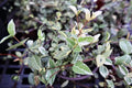 Variegated Asiatic Jasmine | 1 Live 4 Inch Plant | Trachelospermum Asiaticum | Fast Growing Ground Cover, Evergreen Foliage, Low Maintenance Vine, Landscaping Shrub, Drought Tolerant Plant