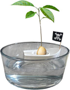 Avocado Seed Starter Boats – Easy Germination Kit for Growing Avocado Trees