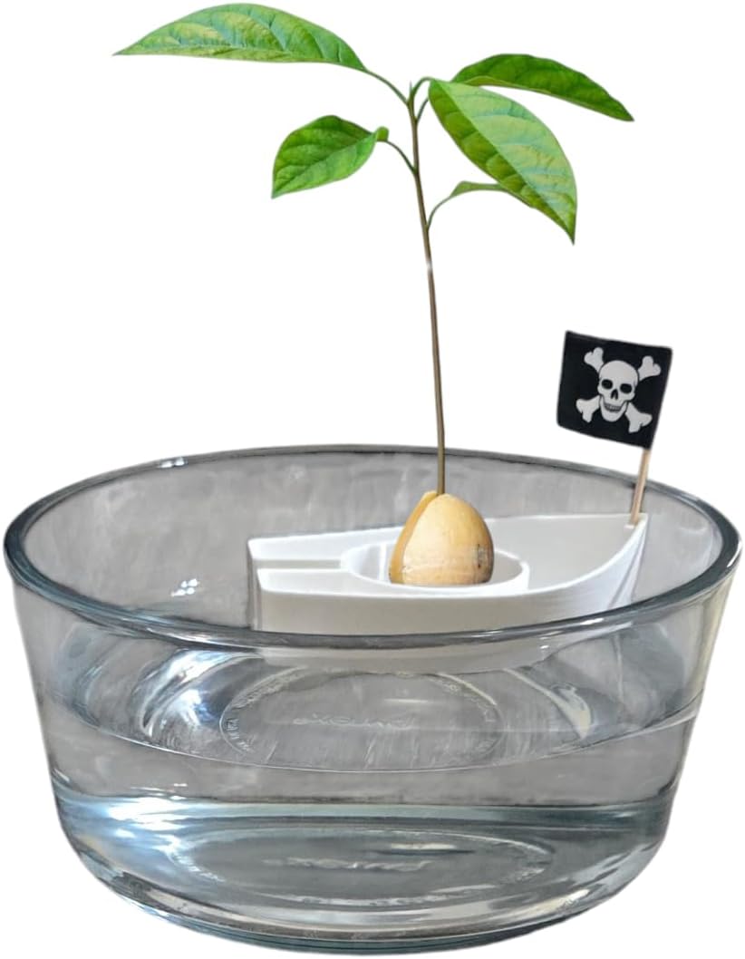Avocado Seed Starter Boats – Easy Germination Kit for Growing Avocado Trees