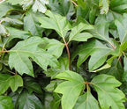 Grape Ivy - 5 Live Plants in 4 Inch Pots -Cissus Rhombifolia - Beautiful Easy Care Indoor Houseplant Vine