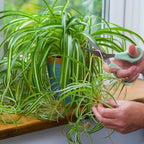 Healthy Spider Plant - Easy Care, Air-Purifying Houseplant (2 Spider sacs)