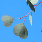 Park Seed Grow Your Own Eucalyptus Seeds Plant, Perfect for Indoor Growing and Spring Garden, Silver Dollar, Pack of 500