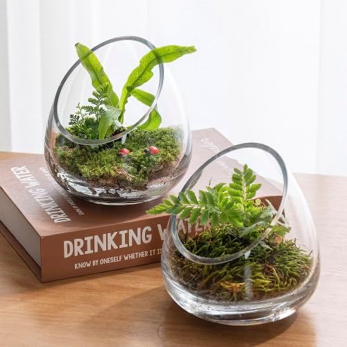 MyGift 5 Inch Premium Clear Glass Air Plant Terrarium, Tealight Candle Holder, Succulent Cactus Plant Vase, Set of 4