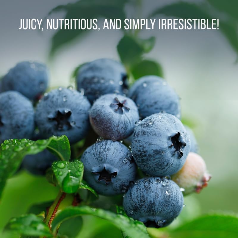 Pink Lemonade Blueberry (Jewel)