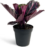 Calathea Dottie Indoor Plant - Live Colorful Prayer House Plant, Pink Plant for Home Decor, Room Decor, Air Purifier