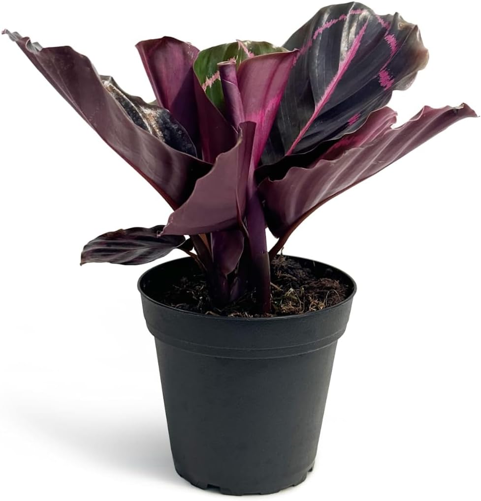 Calathea Dottie Indoor Plant - Live Colorful Prayer House Plant, Pink Plant for Home Decor, Room Decor, Air Purifier