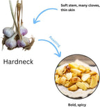 1 Pound Hard Neck Garlic for Planting in Fall, Assorted Mixed Garlic Bulb for Planting, Fresh and High Yield, Cold Hardy, Planting Softneck Hardneck