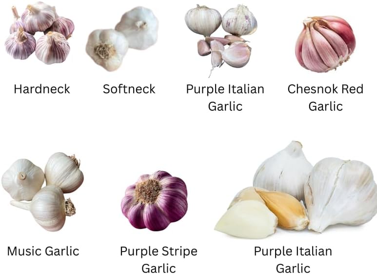 1 Pound Garlic for Planting in Fall Hardneck, 8-10 White Garlic Bulbs for Planting, Fresh and High Yield Bulb Variety Pack, Hardy and Fast Growing