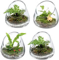 MyGift 5 Inch Premium Clear Glass Air Plant Terrarium, Tealight Candle Holder, Succulent Cactus Plant Vase, Set of 4