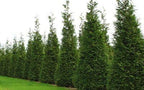 Two Pack of Green Giant Arborvitae Trees - Fast Growing Evergreen - 2 Live Plants Shipped 1 to 2 Feet Tall by DAS Farms (No California)