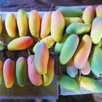 No CA, Maha Chanok Mango Plant Tree Live, Mango Trees Plant Grafted, 2 to 3 Ft in Height in 3 Gallon Pot, Grafted Mango Trees Live Plants for Planting