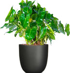 2 Green Leaf Philodendron Live Plant 5-9" Tall, Rare Tropical Indoor Houseplant Home Garden