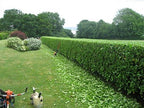 Viburnum Suspensum - 10 Live Plants - Evergreen Privacy Hedge