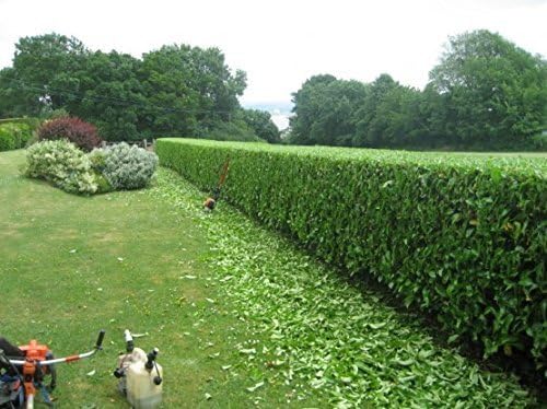 Viburnum Suspensum - 10 Live Plants - Evergreen Privacy Hedge
