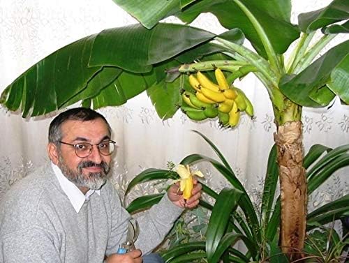 Indoor Banana Tree Ornamental Perennial Non-GMO