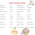 1 Pound Garlic for Planting in Fall Hard Neck, 8-10 White Garlic Bulbs for Planting, Fresh and High Yield Bulb Variety Pack, Hardy and Fast Growing