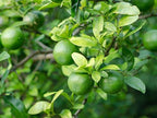 Birthday Live Persian Lime Tree Gift, Dwarf Citrus Tree, Easy to Grow, Indoor/Outdoor, Unique Birthday Present, by The Magnolia Company, Can't Ship to CA, AL, AZ, LA, TX