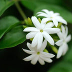 Jasmine Plant, Fragrant Jasmine Flower Vine 4-8 Inches Well Rooted for Container, Hanging Basket Growing (White)