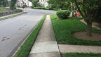 Natural Alternative Grass Seed for High Traffic Areas 10 lb. (12010 - Iron Man)