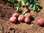 Simply Seed - 2 LB - Hand Selected Red Pontiac Seed - Non GMO - Naturally Grown - Ready to Grow