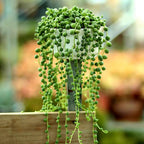 String of Pearls Plant Live, Succulent Trailing Vine, Indoor Houseplant Live in Pot