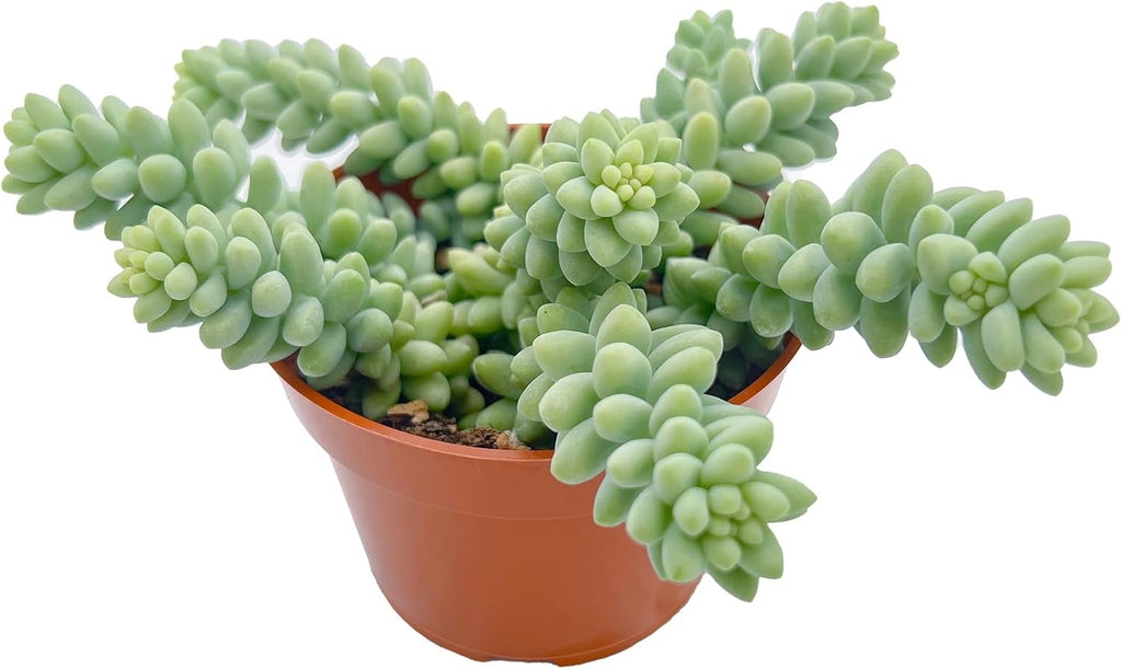 Live Succulents Donkey Tails (4-inch), Succulent Plants Fully Rooted in Pots with Soil, Easy-Care House Plant for DIY, Home Office Decor, Wedding Party Favor