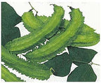 Winged Bean Seeds - Almost All Parts of The Plant are Edible. Once Considered The Food That Could Feed The Planet