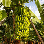 Dwarf Cavendish Banana Plant Live, 4-6" Tall Well-Rooted for Indoor Tropical Displays, Cold Hardy Banana Fruit Tree