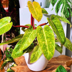 2 Lady Philodendron Live Plant 5-9" Tall, Rare Tropical Indoor Houseplant Home Garden