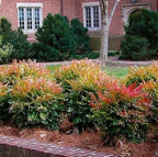 Nandina Gulf Stream - Nandina domestica. Compact Heavenly Bamboo | Year-Round Color | Low Maintenance Shrub | Drought Tolerant | Live Plant (2 Nandina Gulf Stream Bags)