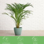 American Plant Exchange Live Areca Palm – 6-Inch Pot – Tropical Houseplant with Feathery Green Fronds, Pet-Friendly Easy Care Indoor Plant for Homes, Offices, Apartments & Decorative Spaces