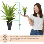 Pineapple Plant White Jade (4 Pack) | Grow Your own Food on Your Edible Organic Garden | Easy to Grow Plants | Edible Fruit Plant for Sustainable Living | Live for Planting |