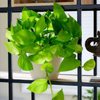 Pothos Golden Live Plant for Indoor | Different Houseplants in 4'' & 6'' Pot | Real House Plant for Living Room, Office, Desk & Bathroom | Epipremnum Aureum | Devil's Ivy