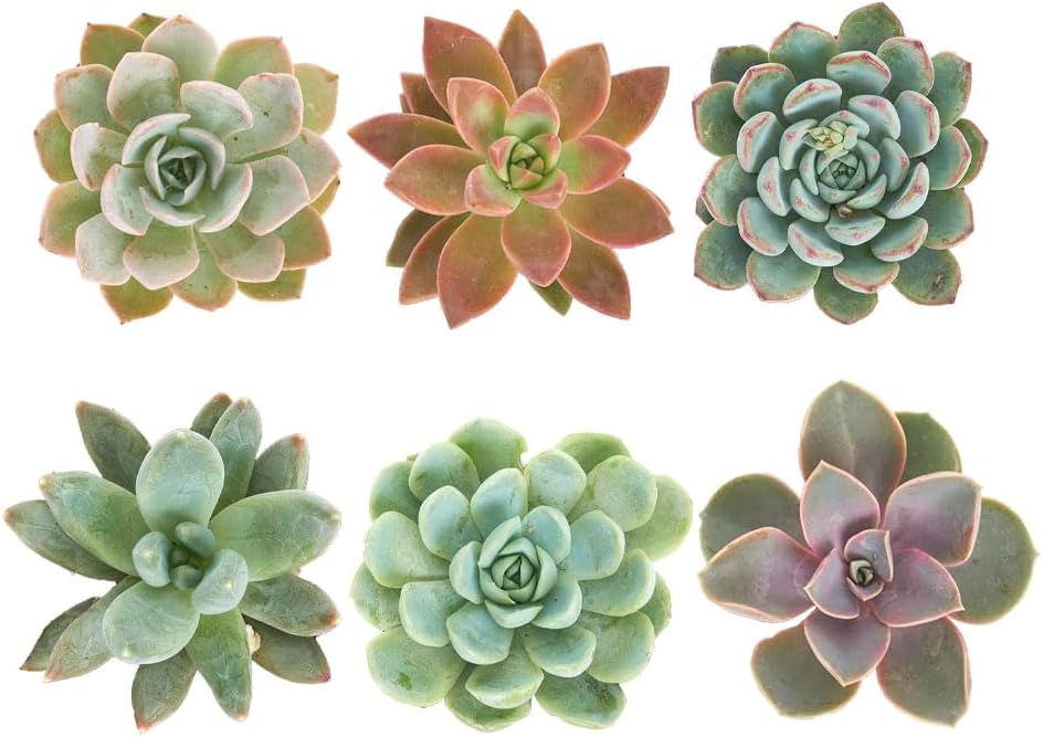 Shop Succulents Rosette Succulent Plant Pack Collection - Live Mini Succulent Plants, Low Maintenance, Floral Shaped Mix of Colors & Textures - Wedding and Party Favors, Gift & Garden, Pack of 6