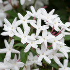 Jasmine Plant, Fragrant Jasmine Flower Vine 4-8 Inches Well Rooted for Container, Hanging Basket Growing (White)
