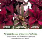 BubbleBlooms Cryptanthus bivittatus Assortment, Earth Star Bromeliad Set, 3 Different Succulents