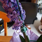 Reusable Greenhouse Clips Made in USA – Orchid Clips, Plant Support Clips & Cord Clips – Heavy-Duty, Weather-Resistant & Durable – Secure Stems, Vines, Wires, Cables, Tomato Plants – Indoor & Outdoor
