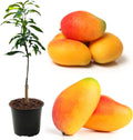 No CA, Maha Chanok Mango Plant Tree Live, Mango Trees Plant Grafted, 2 to 3 Ft in Height in 3 Gallon Pot, Grafted Mango Trees Live Plants for Planting