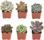 Shop Succulents Rosette Succulent Plant Pack Collection - Live Mini Succulent Plants, Low Maintenance, Floral Shaped Mix of Colors & Textures - Wedding and Party Favors, Gift & Garden, Pack of 6