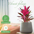 American Plant Exchange Ti Plant 'Sister' – 10-Inch Pot – Live Easy Care Indoor Houseplant, Air-Purifying, Bright Light Tropical Plant for Home, Garden Patio Decor