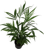 American Plant Exchange Live Cat Palm – 6-Inch Pot – Tropical Houseplant with Soft Arching Green Fronds, Pet-Friendly Easy Care Indoor Plant for Homes, Apartments, Offices & Indoor Jungle Décor